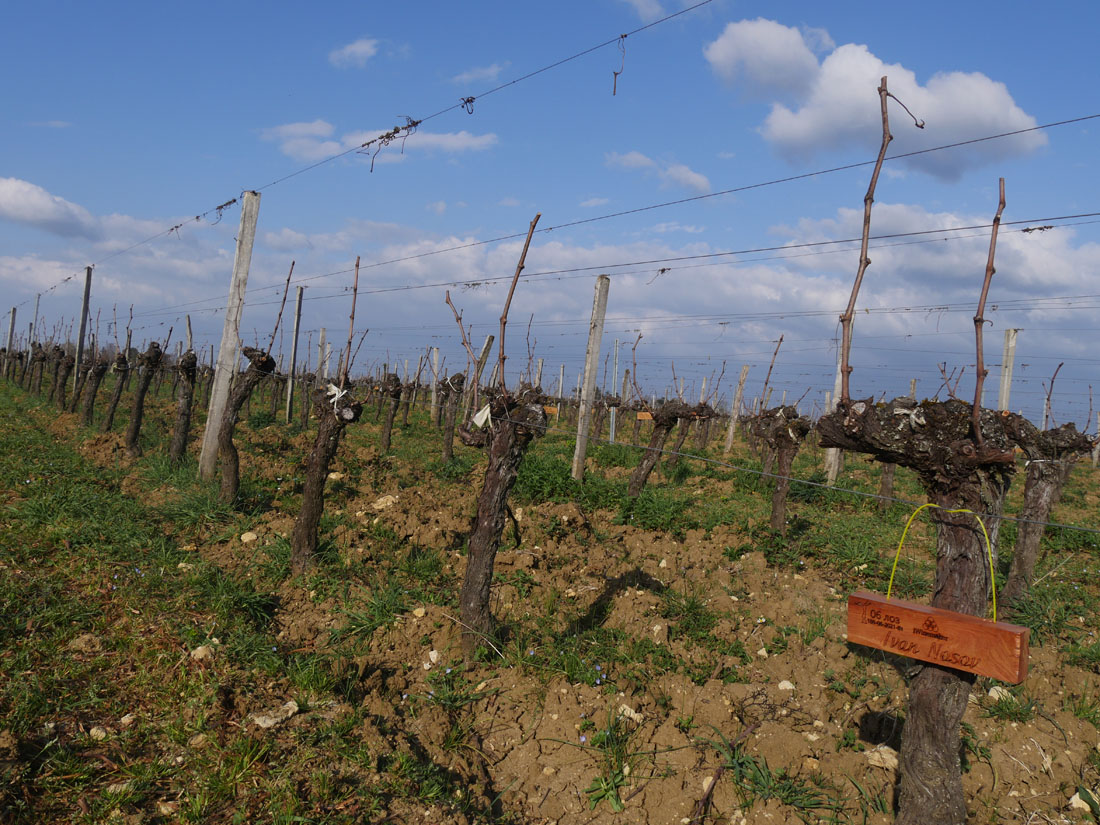 Виноградник на урожай